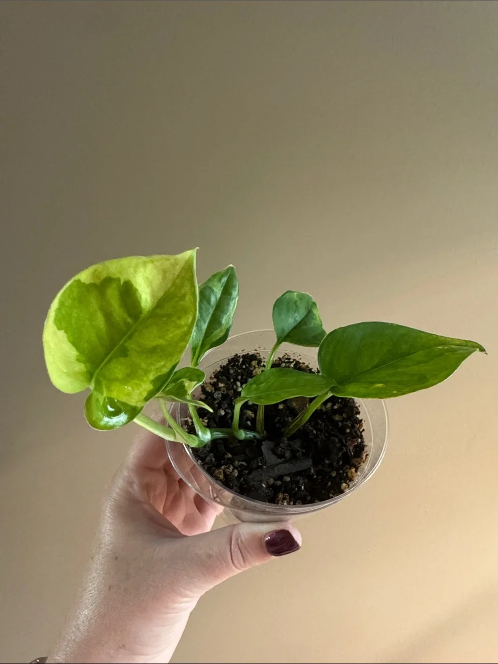 Golden Pothos Variegated